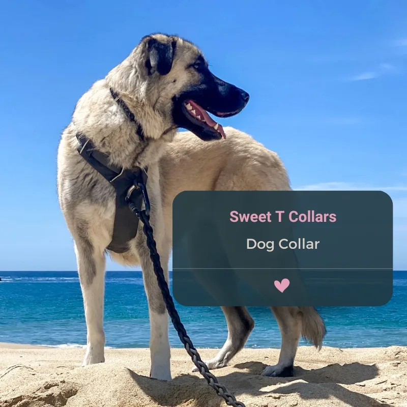 Learn about dog collar