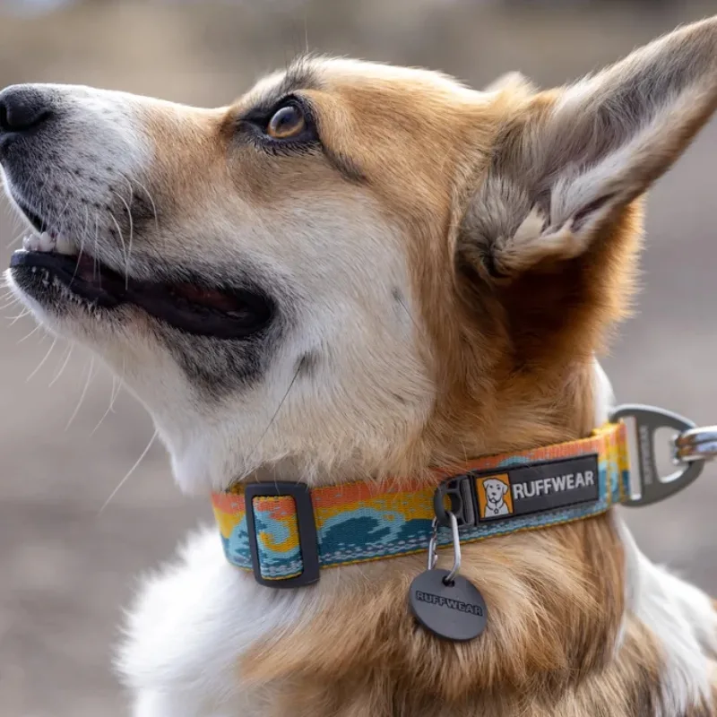 Friendly Collars - Sustainable Choices for Your Pet