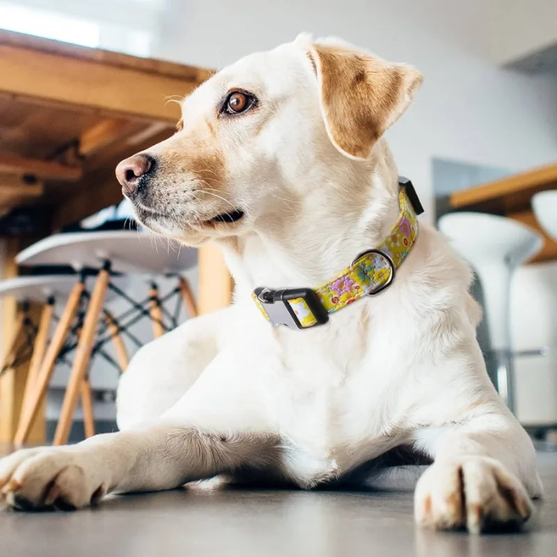 Sweet T Collars is renowned for its high-quality, stylish, and dependable dog collars