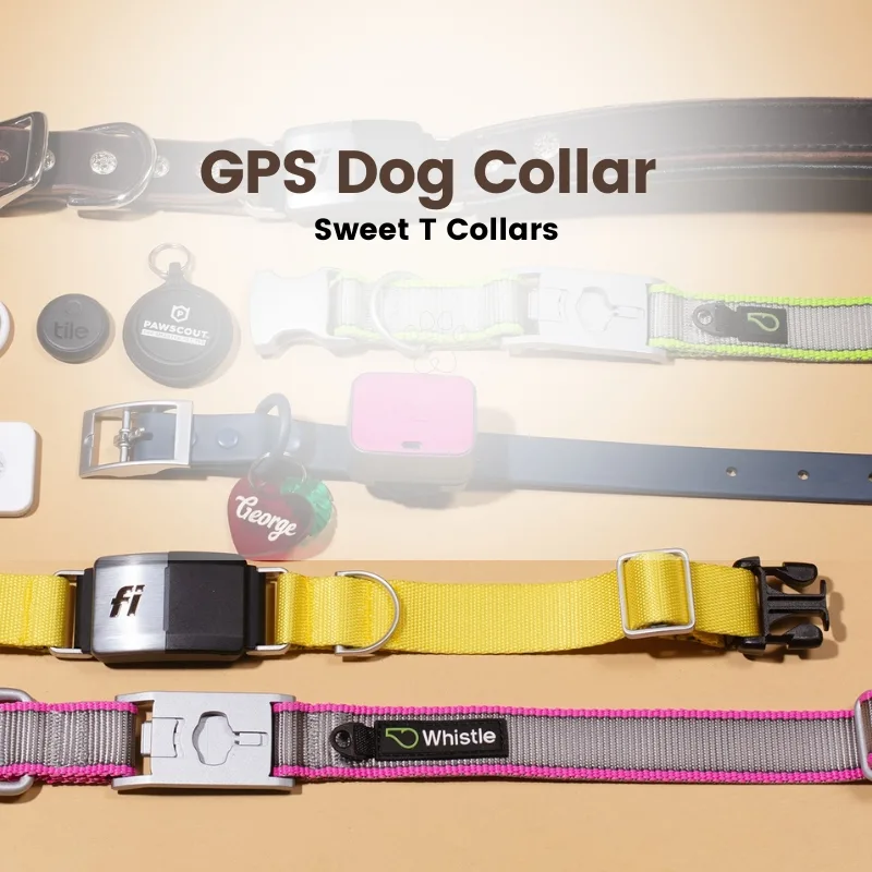 10 Innovative GPS Dog Collar with Built-In Tracking Technology