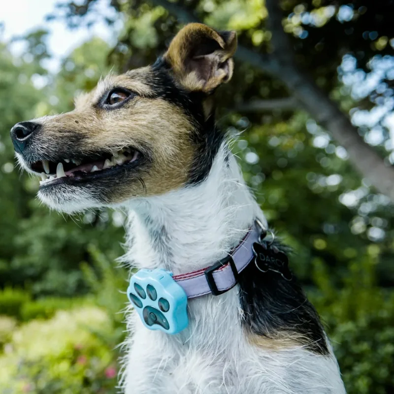 The Paw Tracker for Dog